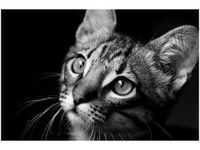 60X40CM SPOJRZENIE VISUALPANIC OBRAZ