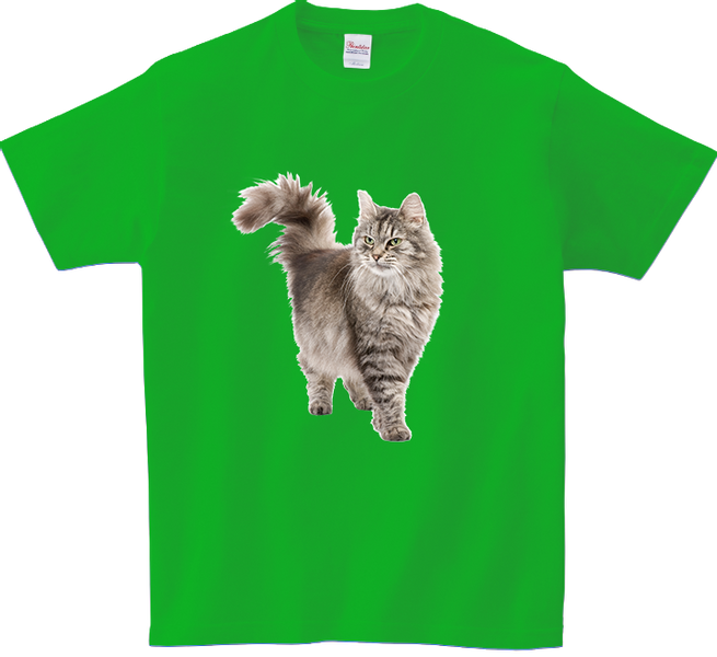 Koszulka T-shirt Kot zdjęcie 1