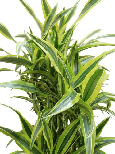 DRACENA LEMON LIME 140cm na Arena.pl