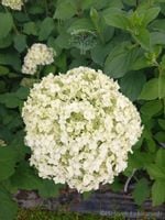 Grandiflora drzewiasta o dekoracyjnych walorach