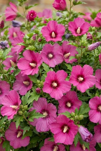 HIBISKUS TOWER RUBY NA PNIU 170 - 190 CM na Arena.pl
