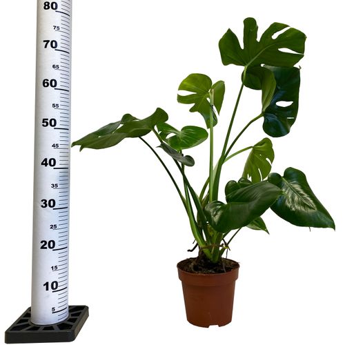 Filodendron MONSTERA 65 cm na Arena.pl