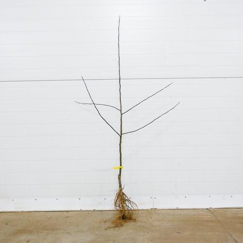 SADZONKI DRZEWKA OWOCOWE JABŁOŃ MALINOWA OBERLANDZKA MALINÓWKA STARA na Arena.pl