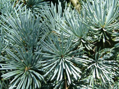 CEDR ATLASKI CEDRUS - sadzonki w doniczkach na Arena.pl