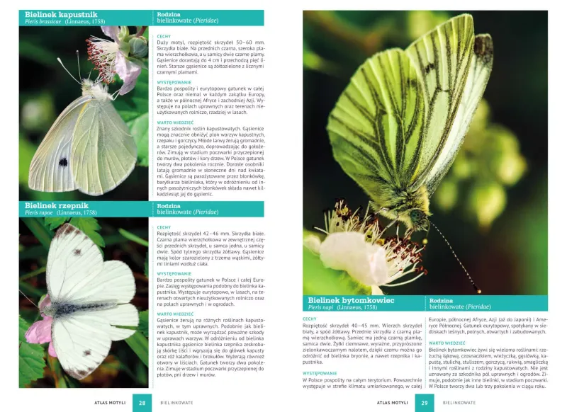 Atlas motyli zdjęcie 2