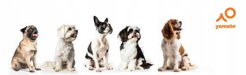 MAŁY PIES do 15 KG - LEKKA SMYCZ dla PSA / MOCNA TAŚMA ZWIJANA AUTOMATYCZNA na Arena.pl