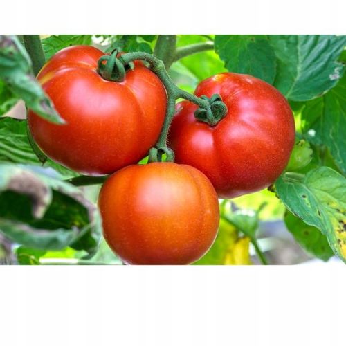 Mączka bazaltowa naturalny nawóz do roślin warzyw 19,5 kg na Arena.pl