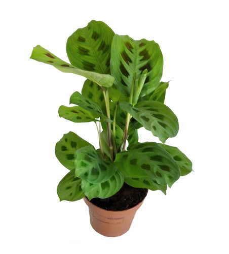 MARANTA KERCHOVEANA 30cm na Arena.pl