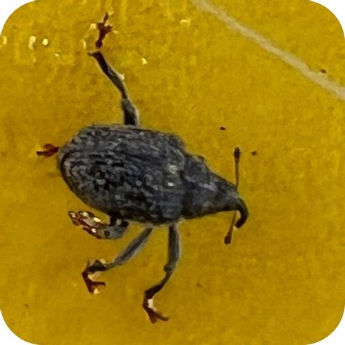 ŚRODEK PREPARAT NA MSZYCE CYPERKILL MAX 500 EC 250ML OWADOBÓJCZY DO WARZYW na Arena.pl