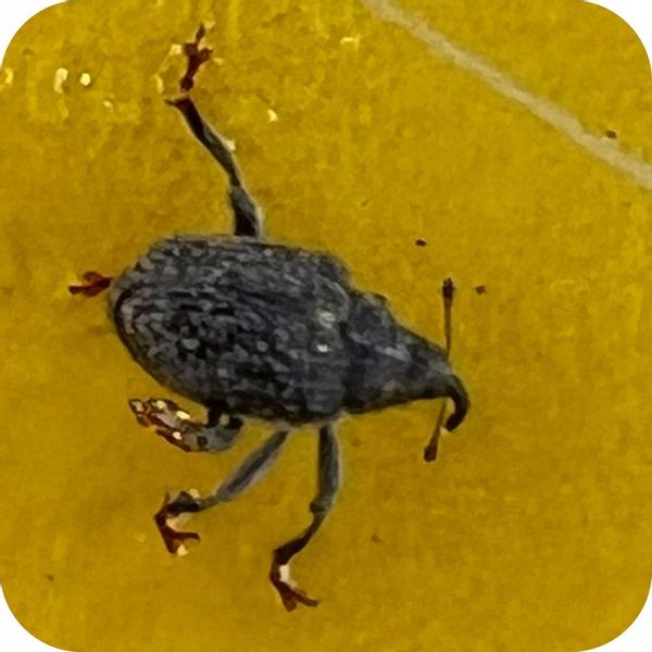 ŚRODEK PREPARAT NA MSZYCE CYPERKILL MAX 500 EC 250ML OWADOBÓJCZY DO WARZYW zdjęcie 3