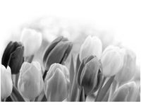 100 70CM OBRAZ PŁÓTNO TULIPAN PŁÓTNO RAMA