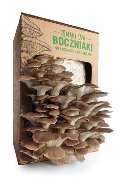 Grzybnia do uprawy domowej boczniak łyżkowaty zdjęcie 1