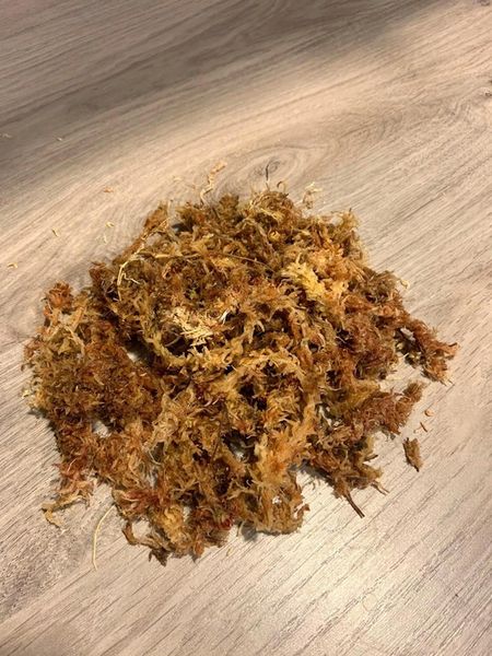 Mech Sphagnum Mech Torfowiec 3l zdjęcie 3