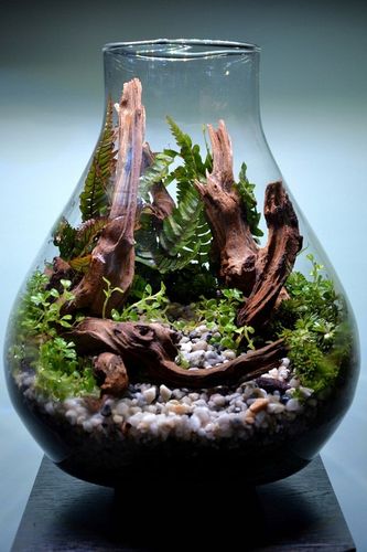 DSM Day- ukorzeniacz na Arena.pl