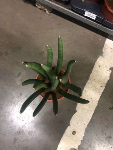 Sansevieria Cylindrica 19Ø 70cm Mega Duża dostojna i reprezentacyjna na Arena.pl