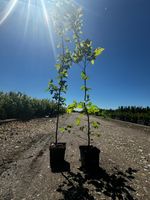 Grab pospolity sadzonka w doniczce p9 40-60cm | Żywopłot Carpinus betulus