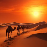 Plakat 100x100cm Karawana na Pustyni