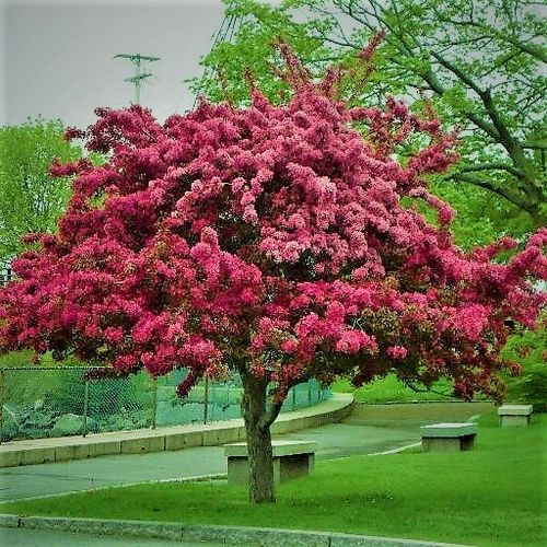 JABŁOŃ ROYALTY rajska ozdobna  - sadzonki 150 / 180 cm na Arena.pl