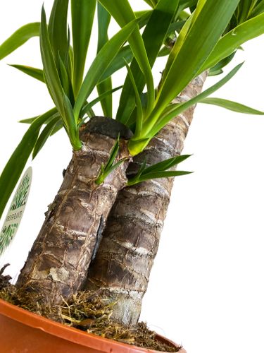 JUKA JUKKA (JUCA YUCCA) 75cm na Arena.pl