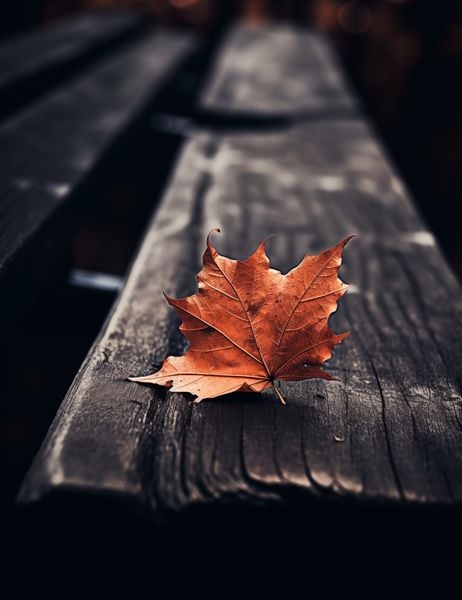 Plakat 50x65cm Pojedynczy Liść zdjęcie 1