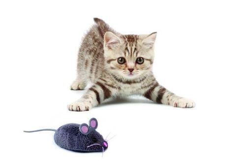 Hexbug Mysz zabawka dla kota na Arena.pl