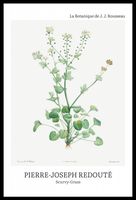 Plakat 40x60cm Design Scurvy-Grass, Redoute Vintage do Salonu
