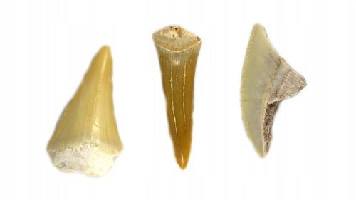 Mikroskop dla dziecka Delta Optical Biolight 300 na Arena.pl