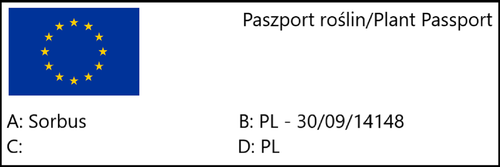 Jarząb szwedzki (Sorbus intermedia) w doniczkach C2, wysokość 60-80 cm na Arena.pl