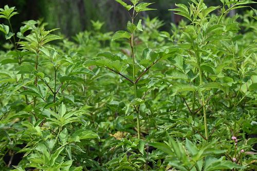 Bez koralowy - Sambucus racemosa na Arena.pl