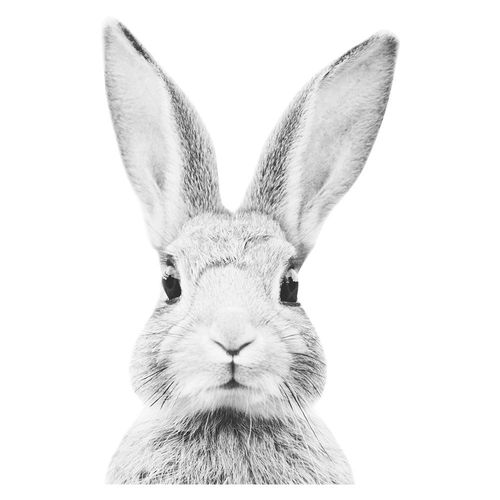 Naklejka Królik Stefan DK350 M na Arena.pl