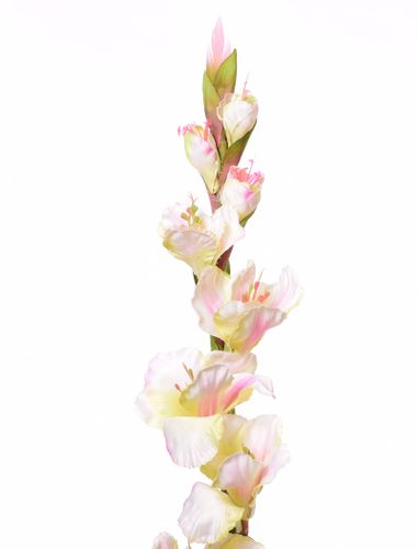 Mieczyk jasno zielony 84cm na Arena.pl