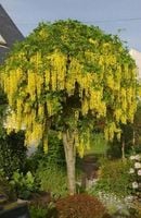 ZŁOTOKAP SZCZEPIONY NA PNIU KULISTY ŻÓŁTY 120 / 140 CM