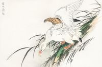 Plakat 30x20cm Albatross, Kashu Japoński Vintage do Salonu