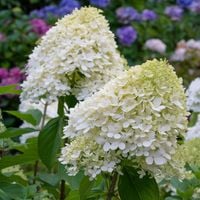 Hortensja bukietowa POLAR BEAR Ogromne białe kwiatostany Sadzonki P9