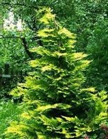 Cyprysik Lawsona Stardust sadzonka na żywopłot