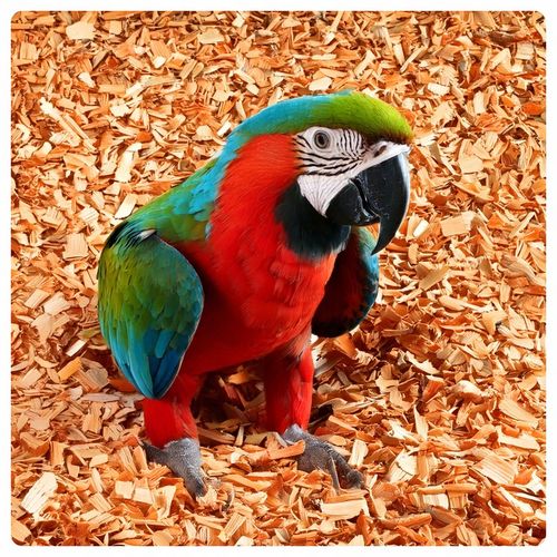 PODŁOŻE ZRĘBKI BUKOWE DREWIENKA DO KLATKA DLA PAPUG PTAKÓW na Arena.pl