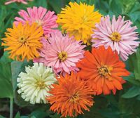 NASIONA Kwiatów Cynia Wytworna Kaktusowa Mieszanka Mix 1g Kwiaty 290500