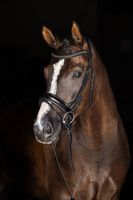 Ogłowie dla konia szwedzkie, czarny, roz. Full, Covalliero