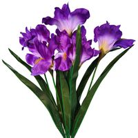 Bukiet irys fioletowy