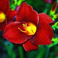 Liliowiec 'Ruby Stella' Czerowny Niska Odmiana (Hemerocallis) Doniczka 2.0L