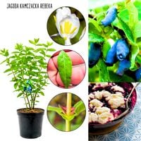 Jagoda Kamczacka Rebeka wyjątkowy aromat KRZEW 40-70 cm