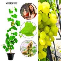Winogron Timur chrupiący miąższ KRZEW 60-90 cm