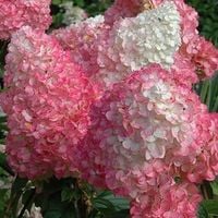 HORTENSJA BUKIETOWA VANILLE FRAISE 20-30 CM