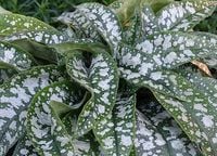 Miodunka Trevi Fountain - Pulmonaria x hybrida