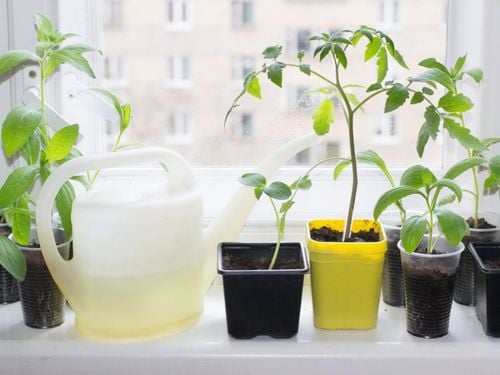 sum28 multiroots ukorzeniacz 100ml sumin na Arena.pl
