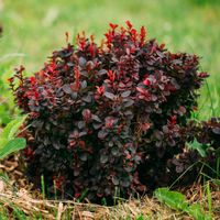 Berberys BAGATELLE Bordowa miniatura Na skalniak Na rabaty Sadzonki P9