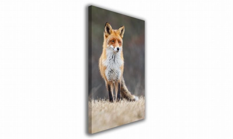OBRAZ NA PŁÓTNIE 121 Lis 40x60cm zdjęcie 1