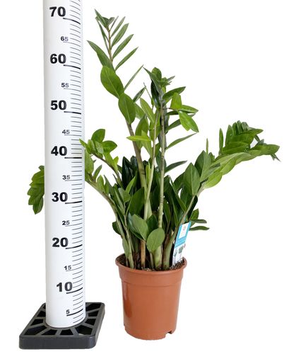 ZAMIOKULKAS (ZAMIOCULCAS) 70cm na Arena.pl
