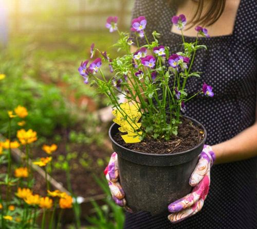 Doniczkowe lepy na owady WingRepel 40 sztuk na Arena.pl