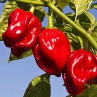 Papryka Bardzo Ostra Plenna Do Marynaty Olejku Habanero Red Capsicum Chinen